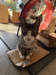 Found/Stray Male Cat last seen Ledbetter rd and Glenn Bridge Rd., Buncombe County, NC 28704