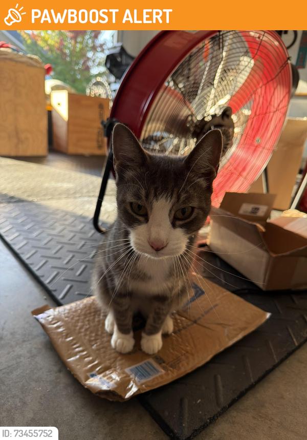 Found/Stray Male Cat last seen Ledbetter rd and Glenn Bridge Rd., Buncombe County, NC 28704