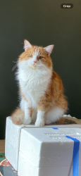 Lost Male Cat last seen Mohawk Rd., Dayton, OH 45459