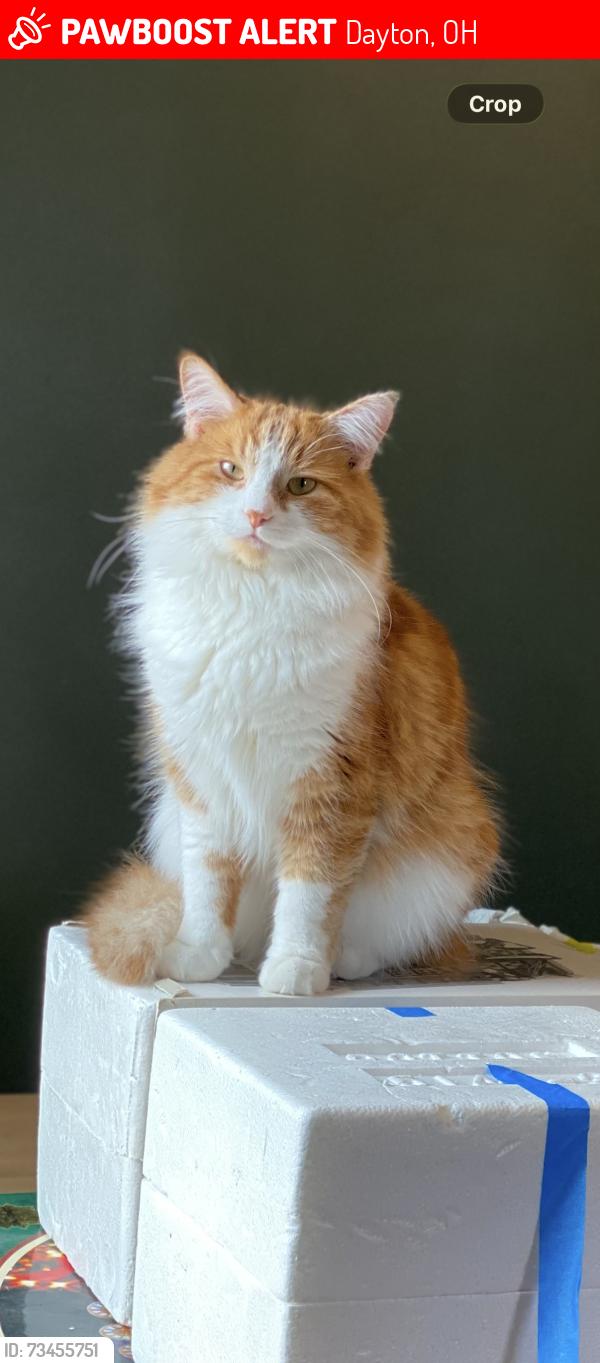 Lost Male Cat last seen Mohawk Rd., Dayton, OH 45459