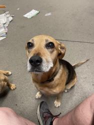 Found/Stray Female Dog last seen Mossoak and Hollendale, Kettering, OH 45429