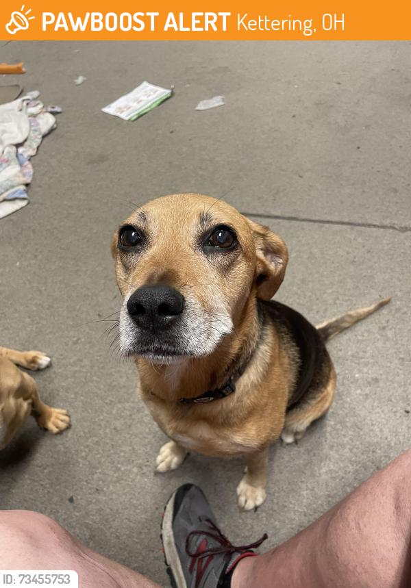 Found/Stray Female Dog last seen Mossoak and Hollendale, Kettering, OH 45429