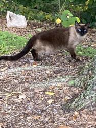 Found/Stray Unknown Cat last seen Salvia Road and Summer Club Drive, Oviedo, FL 32765