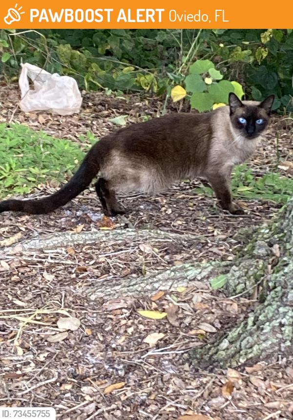 Found/Stray Unknown Cat last seen Salvia Road and Summer Club Drive, Oviedo, FL 32765
