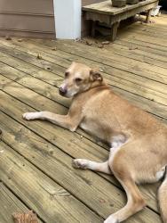 Found/Stray Male Dog last seen Tallassee and Chadd's Walk, Athens, GA 30607