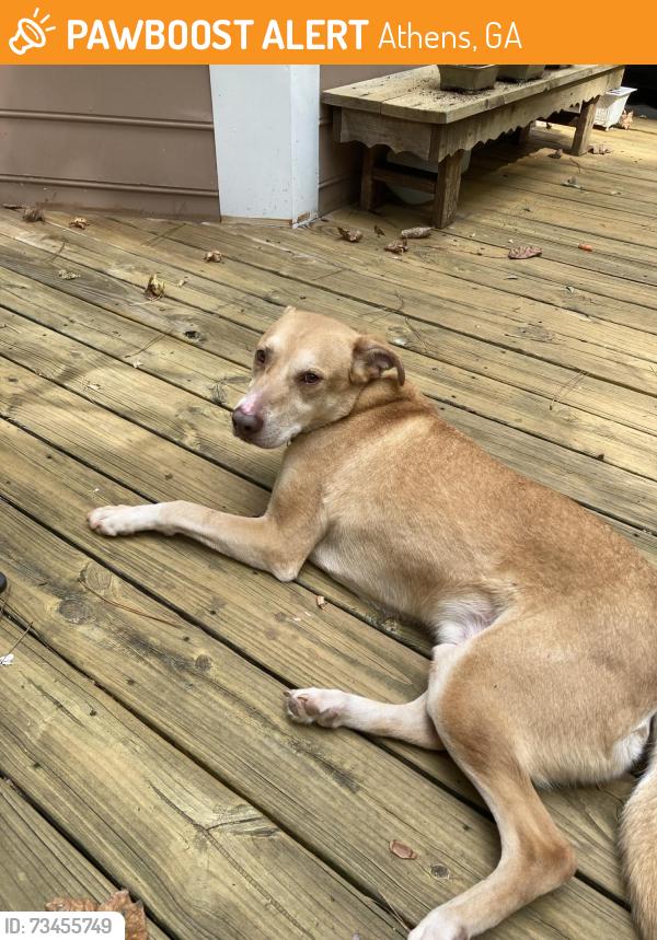 Found/Stray Male Dog last seen Tallassee and Chadd's Walk, Athens, GA 30607