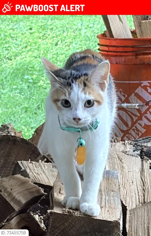Lost Female Cat last seen Near Glade Run Lake, Middlesex Township, PA 16059