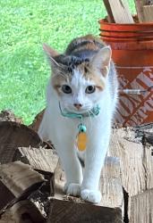 Lost Female Cat last seen Near Glade Run Lake, Middlesex Township, PA 16059