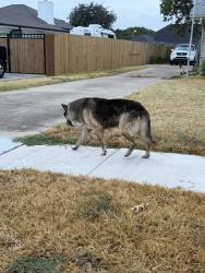 Found/Stray Unknown Dog last seen Meadow Lakes and Lariat Trail, North Richland Hills, TX 76180
