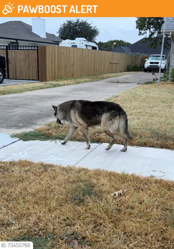 Found/Stray Unknown Dog last seen Meadow Lakes and Lariat Trail, North Richland Hills, TX 76180