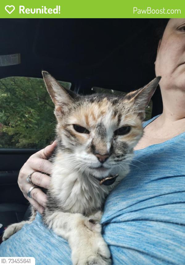 Reunited Unknown Cat last seen Lakeview Ave & Sienna Drive Intersection, Wake Forest, NC 27587