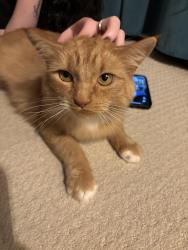 Lost Female Cat last seen Alderwood Townhouse Complex, Surrey, BC 