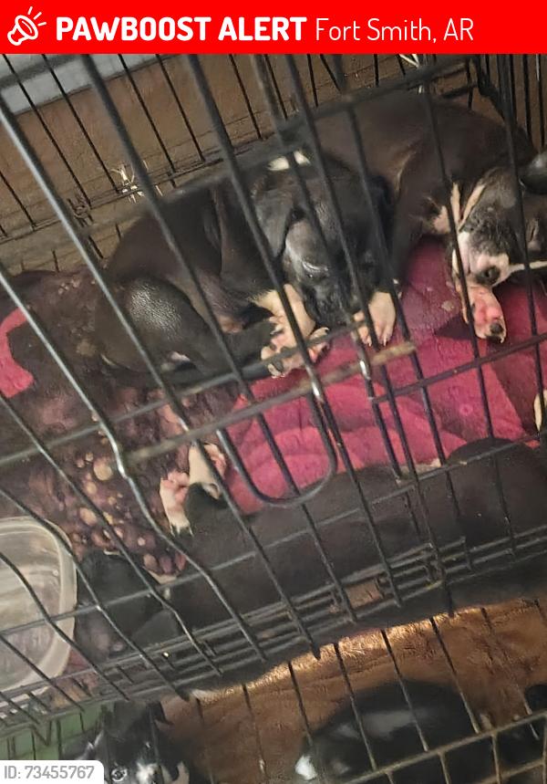 Lost Male Dog last seen Off 40th and grand, Fort Smith, AR 72904