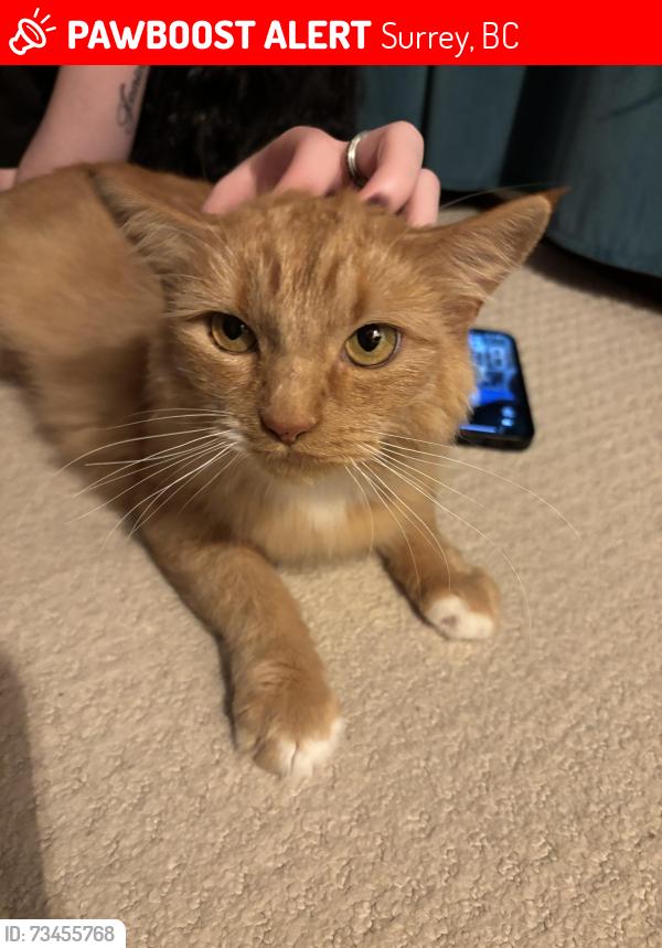 Lost Female Cat last seen Alderwood Townhouse Complex, Surrey, BC 