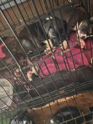 Lost Male Dog last seen Off 40th and grand, Fort Smith, AR 72904
