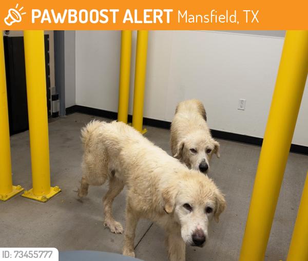 Found/Stray Male Dog last seen Post office, Mansfield, TX 76063