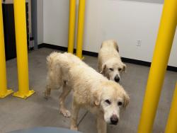 Found/Stray Male Dog last seen Post office, Mansfield, TX 76063