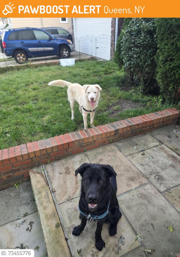 Found/Stray Male Dog last seen Lindenwood, Queens, NY 11414