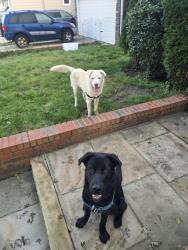 Found/Stray Male Dog last seen Lindenwood, Queens, NY 11414