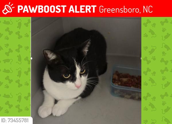 Lost Female Cat last seen Market Street, Greensboro, NC, Greensboro, NC 27407