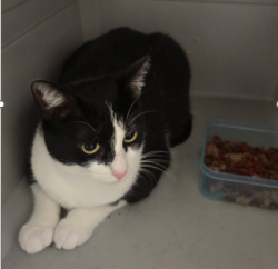 Lost Female Cat last seen Market Street, Greensboro, NC, Greensboro, NC 27407