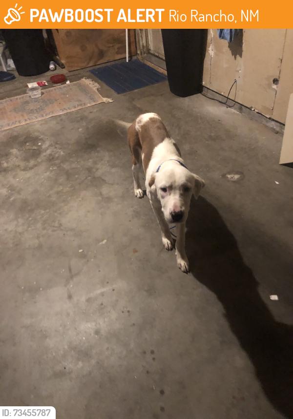 Found/Stray Female Dog last seen Ivory, Rio Rancho, NM 87124
