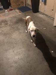 Found/Stray Female Dog last seen Ivory, Rio Rancho, NM 87124