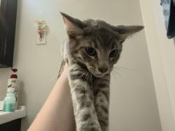Found/Stray Male Cat last seen Black Acre Nature Reserve, Louisville, KY 40299