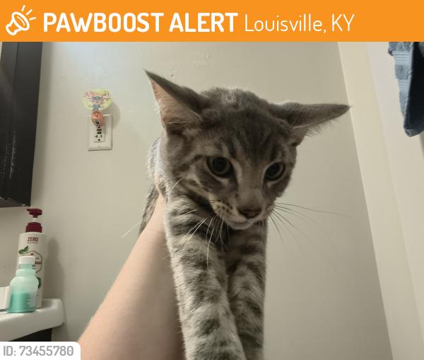 Found/Stray Male Cat last seen Black Acre Nature Reserve, Louisville, KY 40299