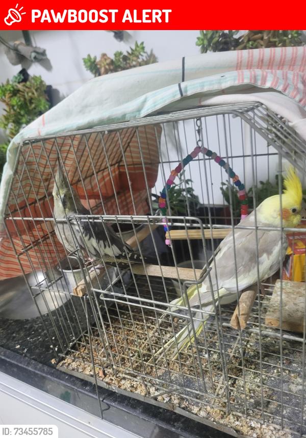 Lost Male Bird last seen avenida petrolina com artur alvim, Sagrada Família, MG 31035-305