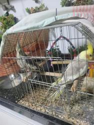 Lost Male Bird last seen avenida petrolina com artur alvim, Sagrada Família, MG 31035-305