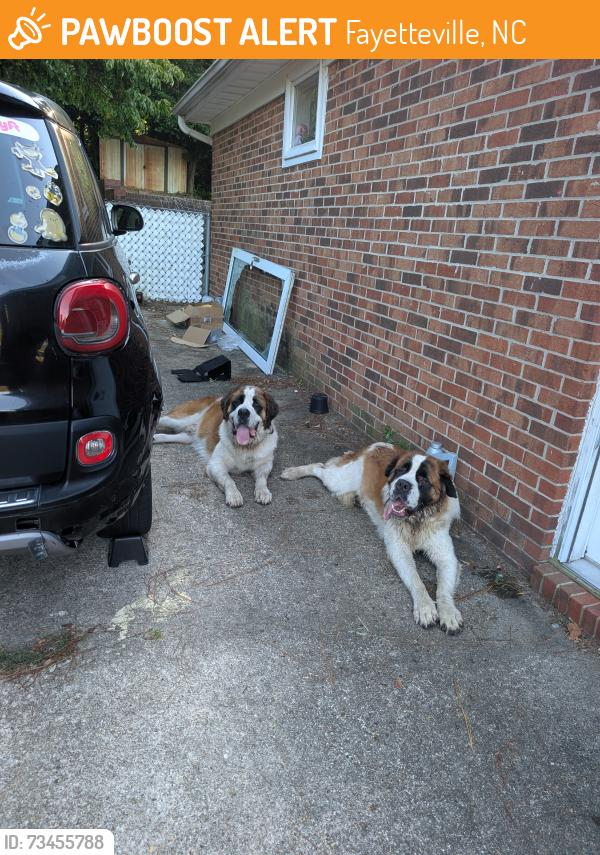 Found/Stray Male Dog last seen Evergreen ests neighborhood, Fayetteville, NC 28304