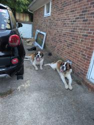 Found/Stray Male Dog last seen Evergreen ests neighborhood, Fayetteville, NC 28304