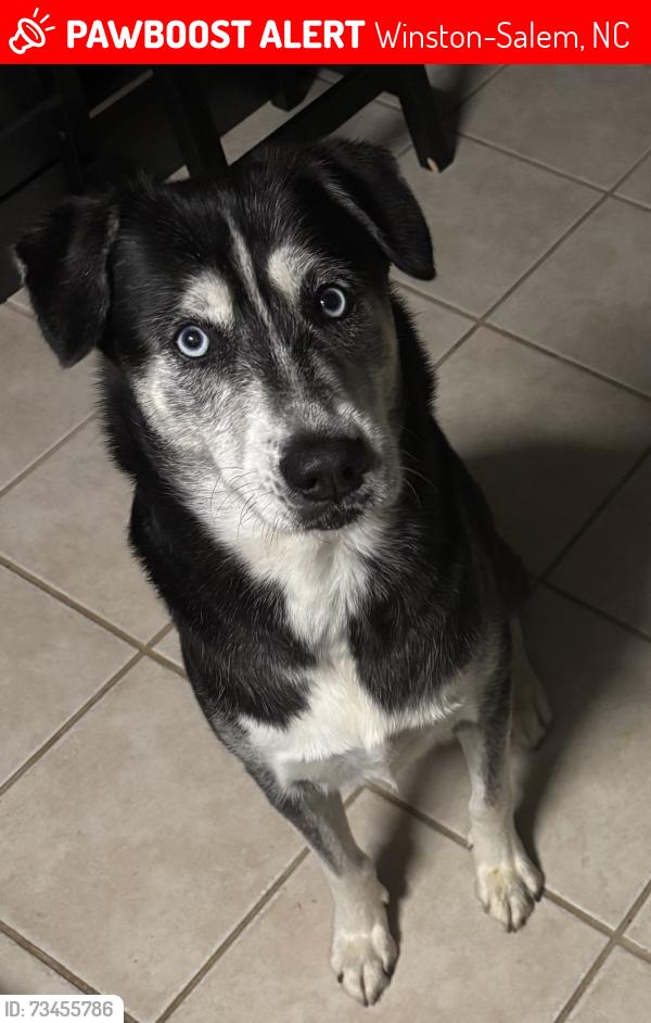 Lost Male Dog last seen Jordan and Carlton, Winston-Salem, NC 27105