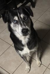 Lost Male Dog last seen Jordan and Carlton, Winston-Salem, NC 27105