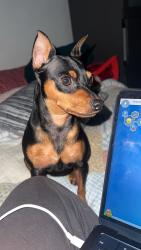 Reunited Male Dog last seen Plaza del sol, Queens, NY 11368