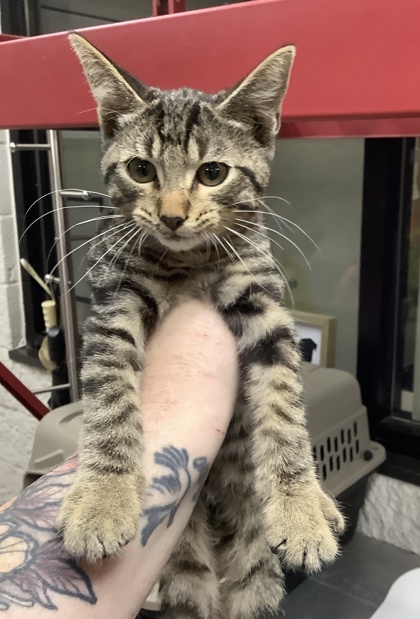 Shelter Stray Male Cat last seen Near Pecos Street, East District, TX, 355 Hillshire Dr, Haslet, TX 76052, USA