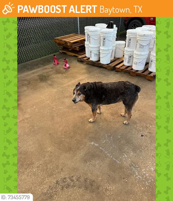 Found/Stray Male Dog last seen Cedar Bayou Rd. & Alexander, Baytown, TX 77520