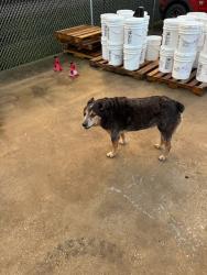 Found/Stray Male Dog last seen Cedar Bayou Rd. & Alexander, Baytown, TX 77520