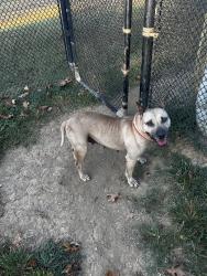 Lost Female Dog last seen 1st Street, Tracy City, TN 37387