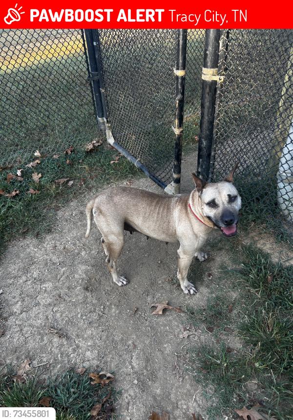Lost Female Dog last seen 1st Street, Tracy City, TN 37387