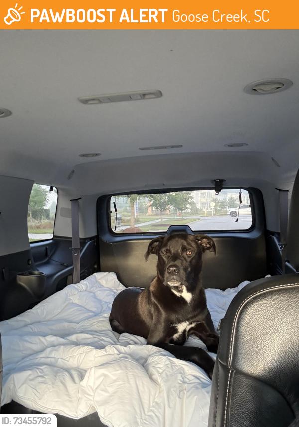 Found/Stray Male Dog last seen Headwater Drive in the Carnes Crossroads area, Goose Creek, SC 29486