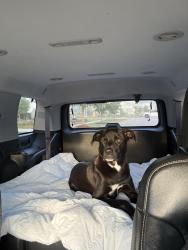 Found/Stray Male Dog last seen Headwater Drive in the Carnes Crossroads area, Goose Creek, SC 29486