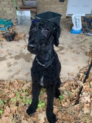 Found/Stray Male Dog last seen Hawkins Cemetery and Trail Crest, Arlington, TX 76017