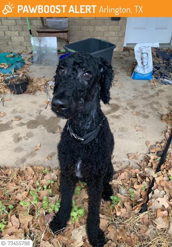 Found/Stray Male Dog last seen Hawkins Cemetery and Trail Crest, Arlington, TX 76017