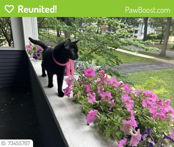 Reunited Female Cat last seen Near Keystone Avenue, River Forest, IL 60305, River Forest, IL 60305