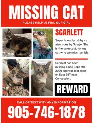 Lost Female Cat last seen Concession and east 25th by la Luna, Hamilton, ON L8V 1B7