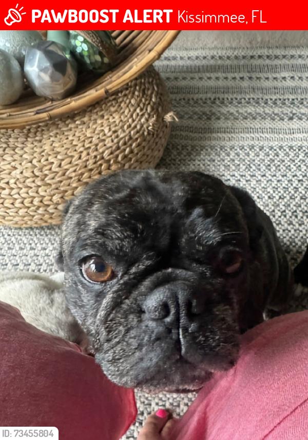 Lost Female Dog last seen Ponciana BLV, Kissimmee, FL 34758