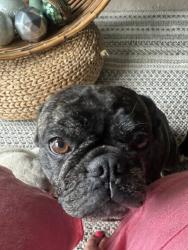 Lost Female Dog last seen Ponciana BLV, Kissimmee, FL 34758