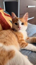 Lost Male Cat last seen Rua São João, Vila Jurema, SP 
